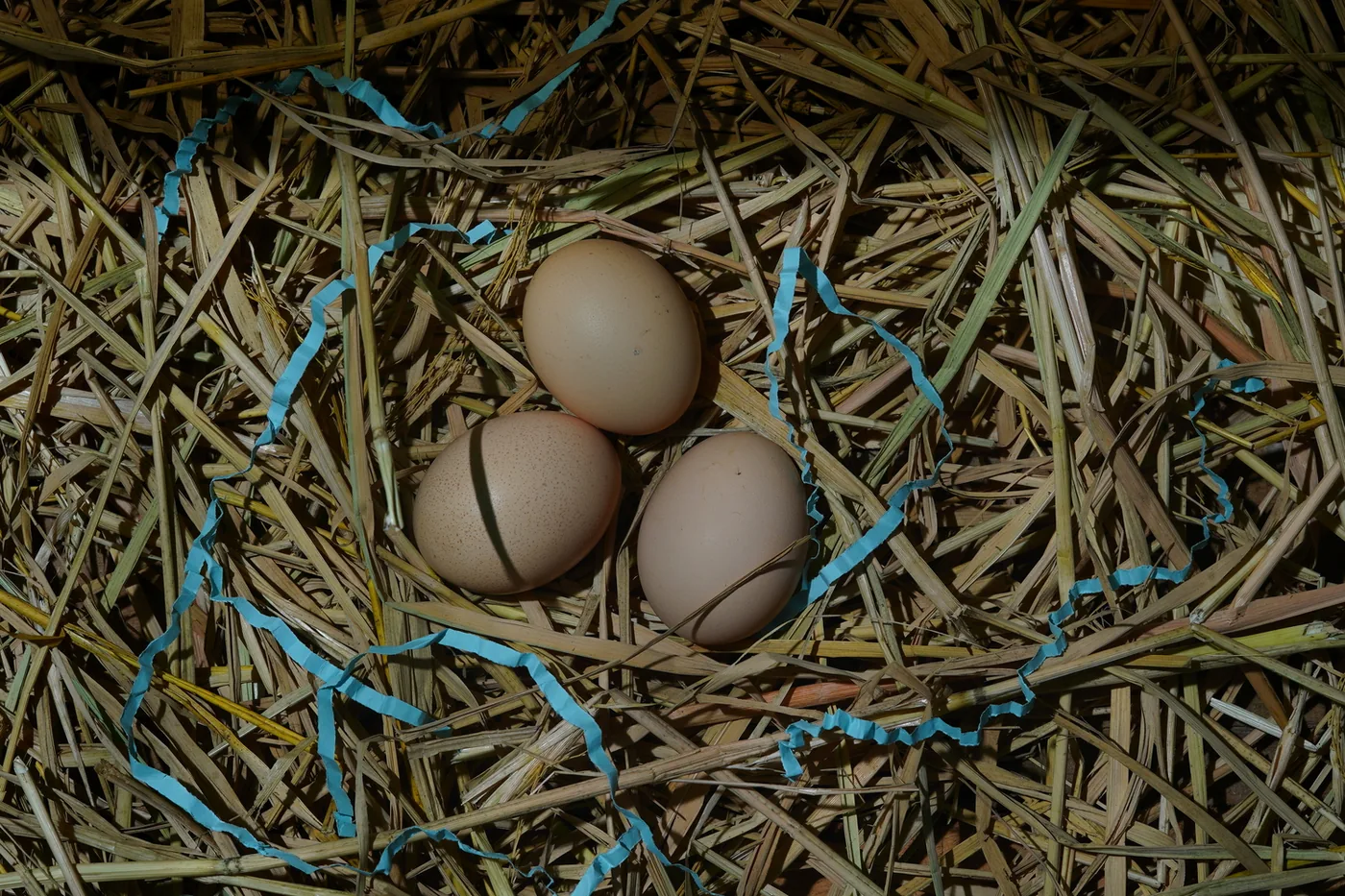 Fresh desi eggs resting on straw