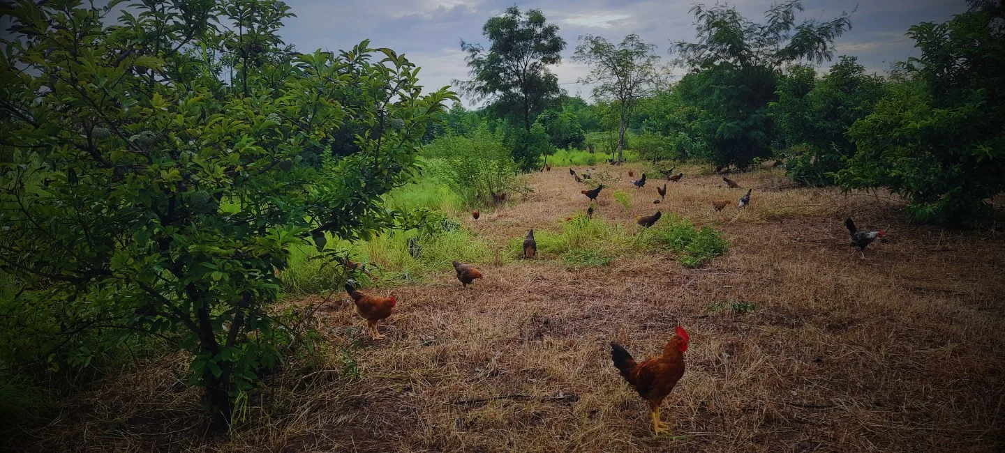 The pasture at dusk with roosters in the foreground