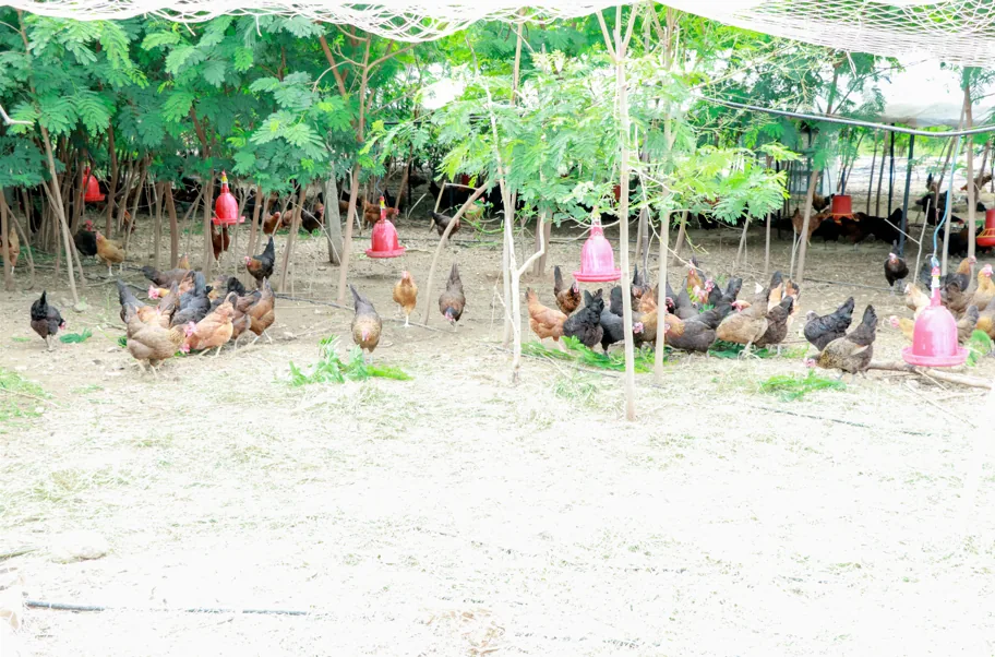 Hens gathered around feeders in the shaded pasture