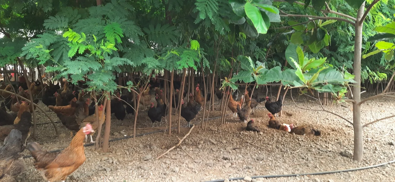Desi chickens foraging on fresh greens under trees at Siddhi Farm