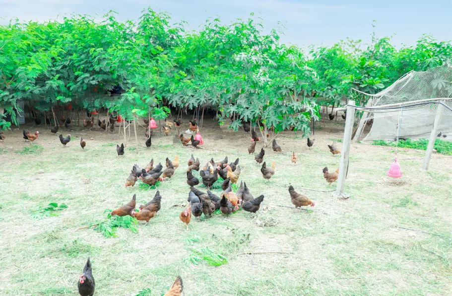 Hens roaming an open pasture at Siddhi Farm