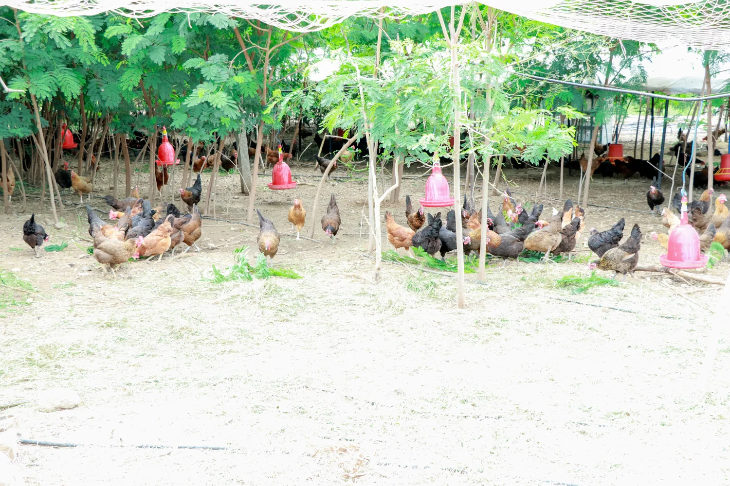 Desi hens of many colours foraging under the tree canopy at Siddhi Farm