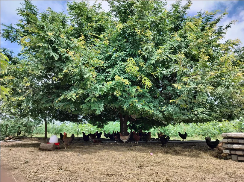 The flock resting in the shade of a large tamarind tree