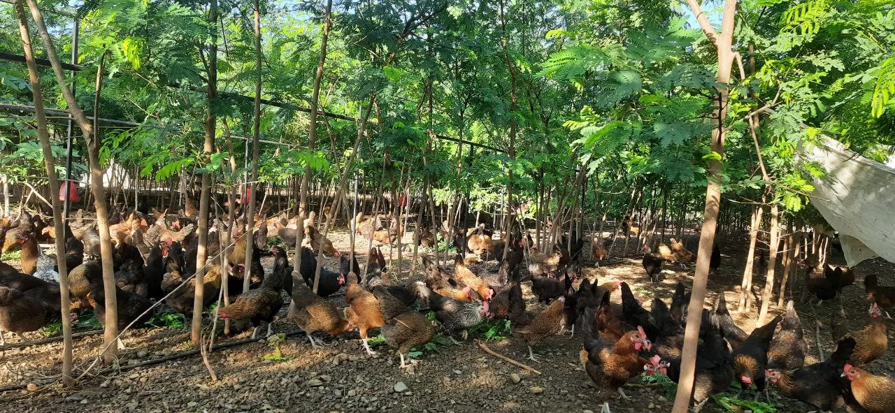 Desi hens roaming freely under trees at Siddhi Farm